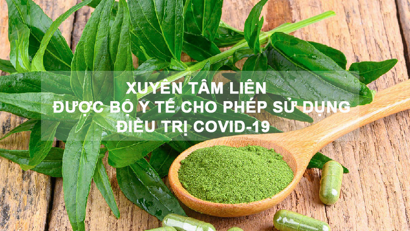 Xuyên tâm liên có tên khoa học là Andrographis paniculata