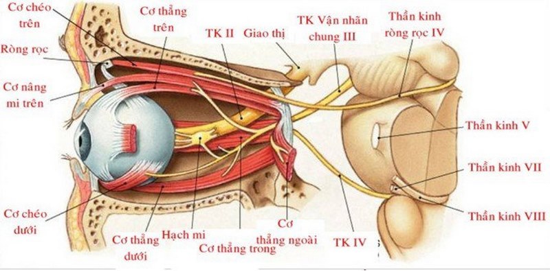 dấu hiệu và triệu chứng phổ biến của viêm thần kinh thị giác