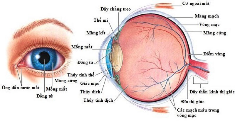 Những ai có nguy cơ mắc phải Viêm thần kinh thị giác