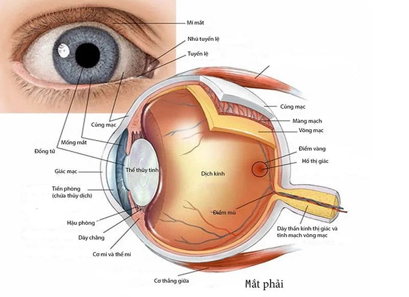 dấu hiệu và triệu chứng của Giãn đồng tử