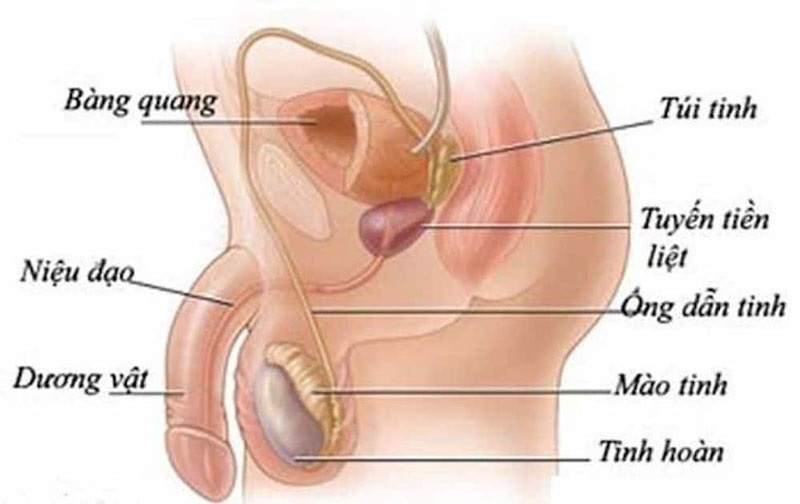 Ống dẫn tinh là một phần quan trọng của bộ phận sinh dục nam