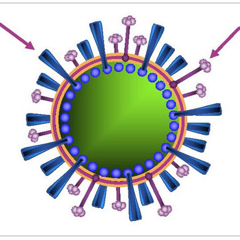 Cúm gà (H5N1) là một loại cúm gia cầm do virus H5N1 gây ra