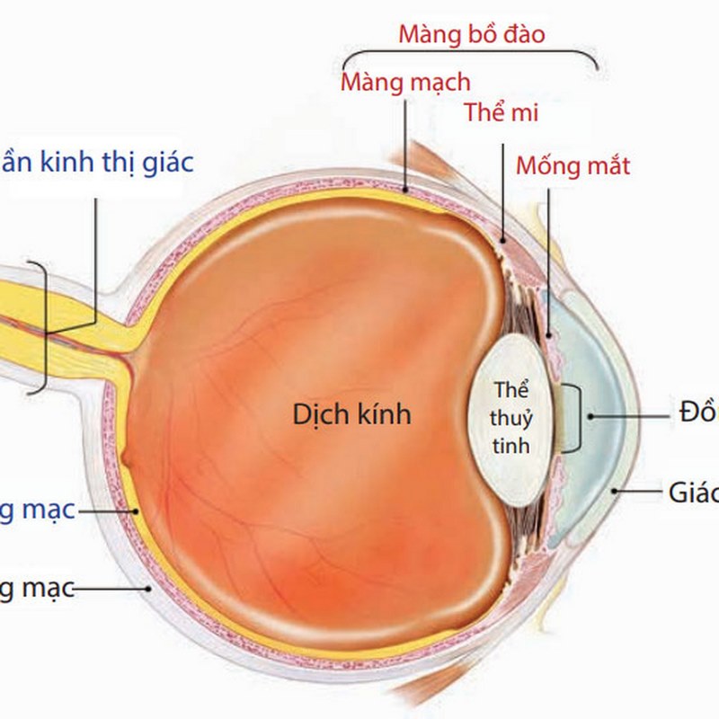 Vi rút và vi khuẩn gây viêm màng bồ đào có thể lây truyền từ người này sang người khác