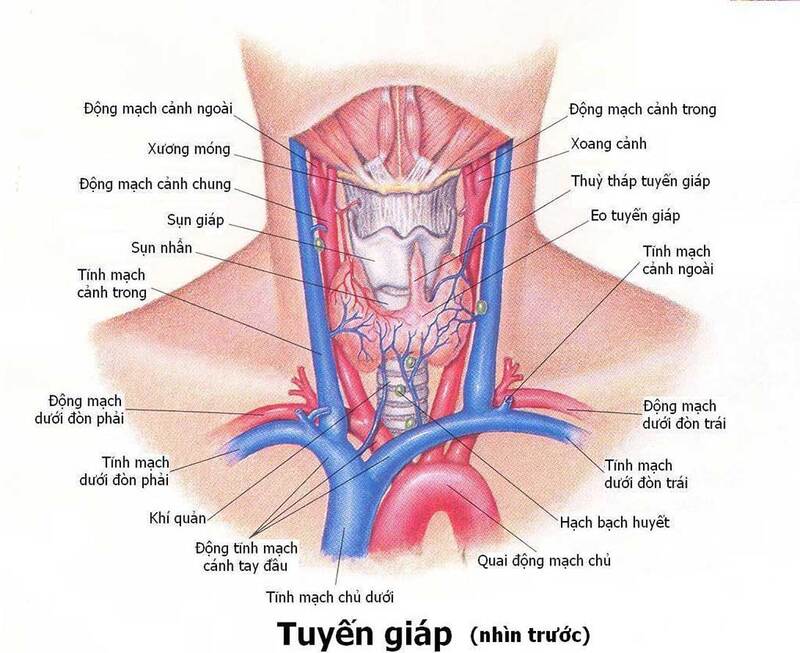 Tuyến giáp là cơ quan nội tiết nằm ở cổ