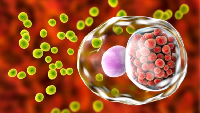 Vi khuẩn Chlamydia trachomatis gây bệnh hột xoài