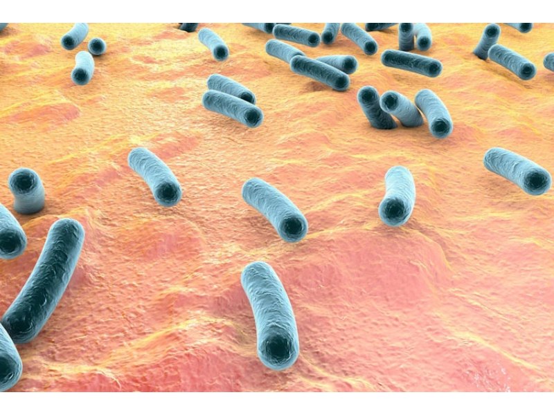 Vi khuẩn gây bệnh lao ở người là Mycobacterium tuberculosis