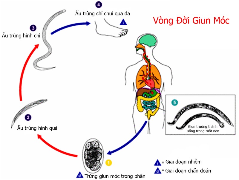 Chu kỳ phát triển của giun móc