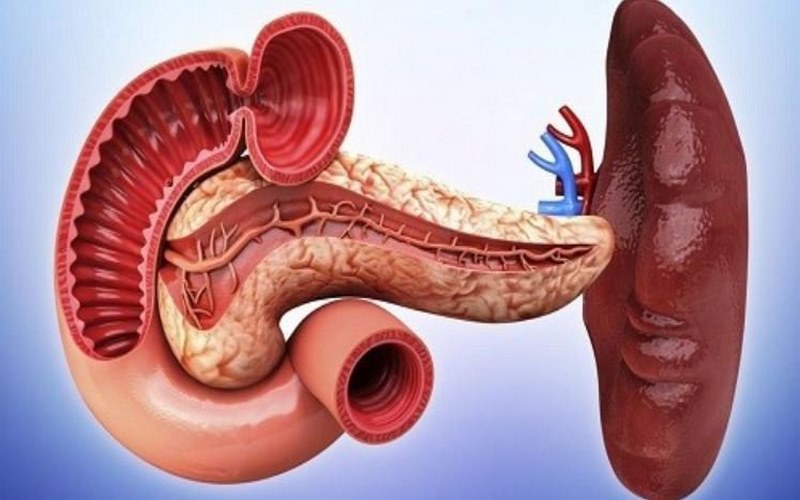 Lá lách có vai trò quan trọng đối với cơ thể