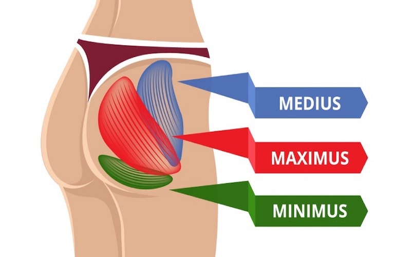 Các loại cơ mông: cơ mông nhỡ, cơ mông lớn và cơ mông nhỏ