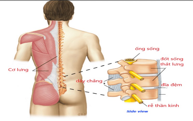 Cấu tạo lưng và cột sống