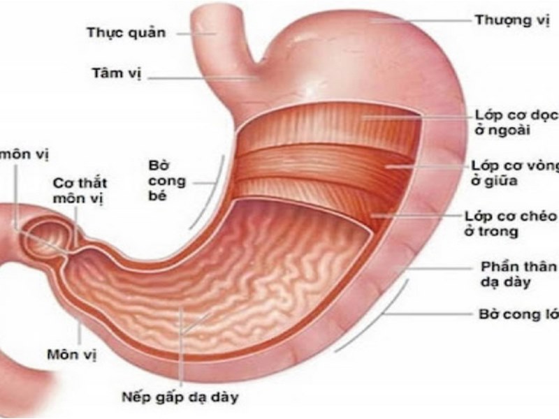 Đau dạ dày là gì?