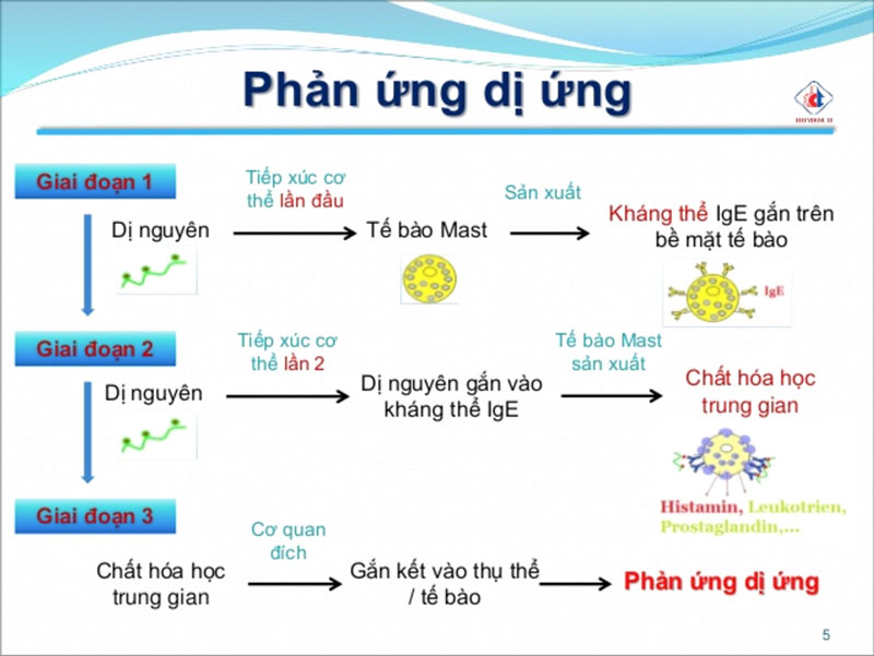 Các giai đoạn phát triển của dị nguyên