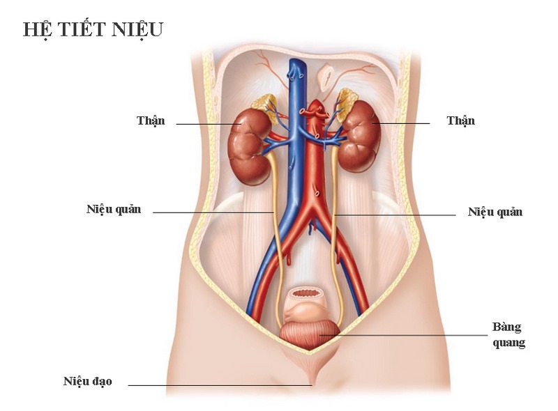 Yếu tố làm tăng nguy cơ mắc bệnh