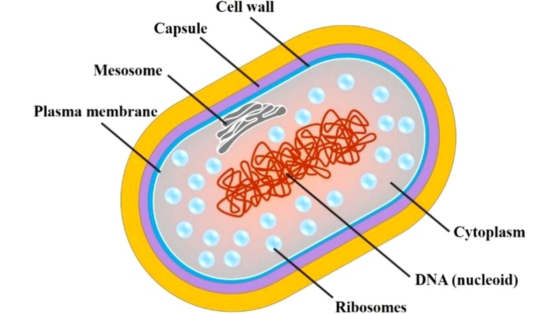 Mycobacterium tuberculosis