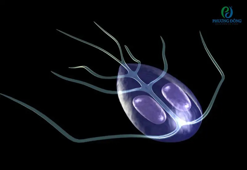 Tiêu chảy là triệu chứng phổ biến nhất của viêm ruột do Giardia