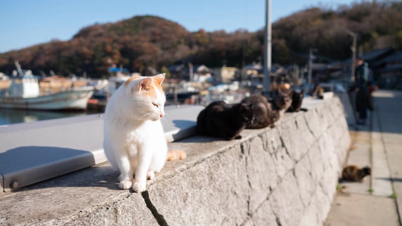 Mèo đóng một vai trò quan trọng trong con đường lây truyền bệnh Toxoplasmosis