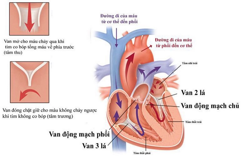 Hình ảnh mô tả cơ chế hoạt động van tim