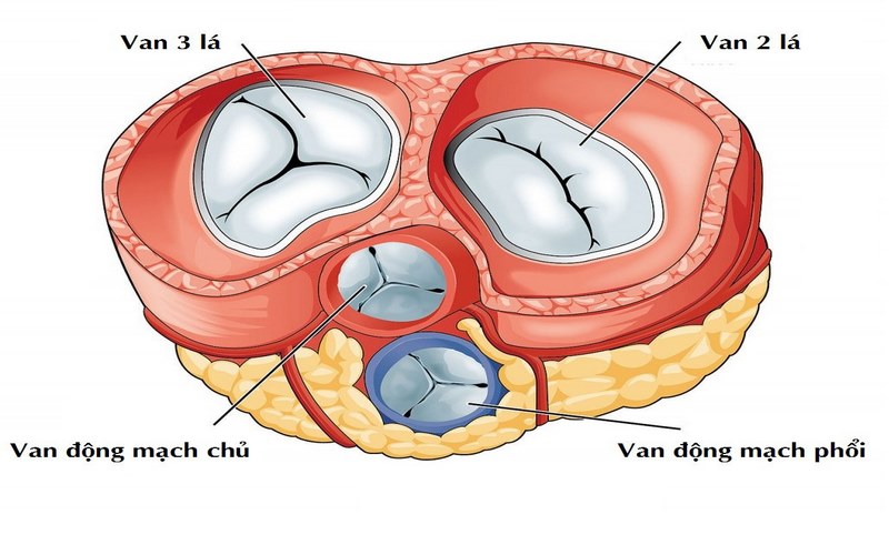 Vị trí van 2 lá