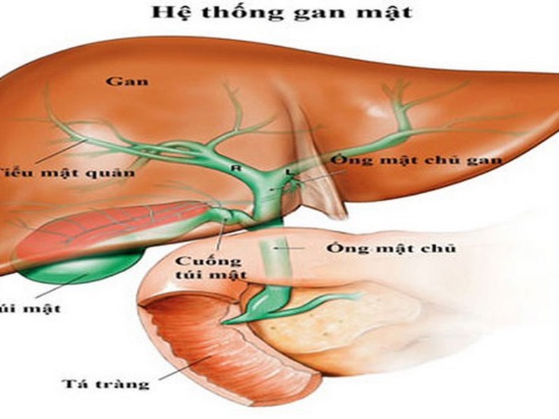 Tiểu nhiều hơn, đặc biệt vào ban đêm