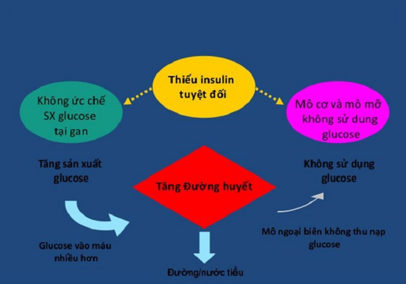 Cơ chế sinh bệnh tiểu đường type 1