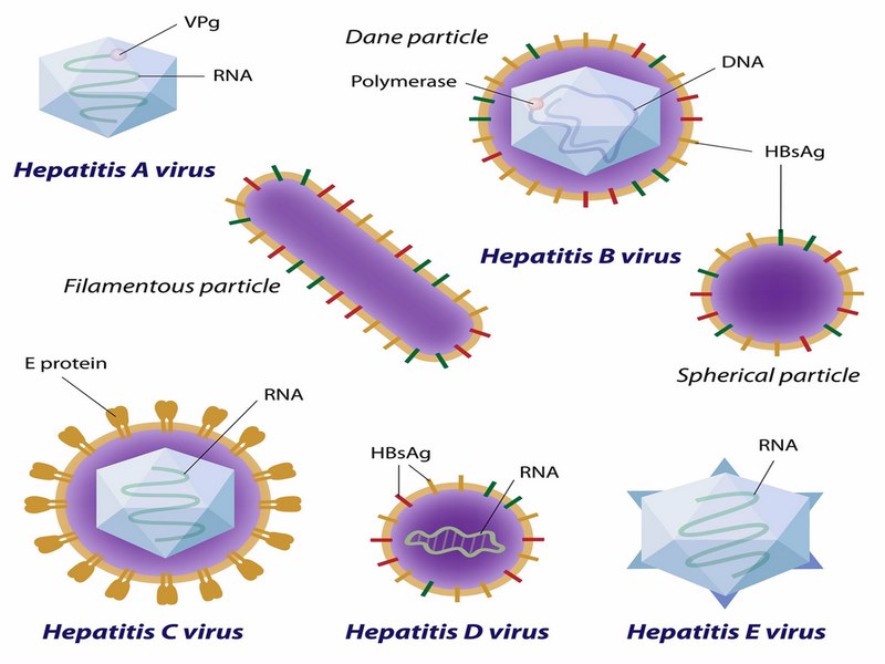 Viêm gan A là do virus viêm gan A (HAV) gây ra