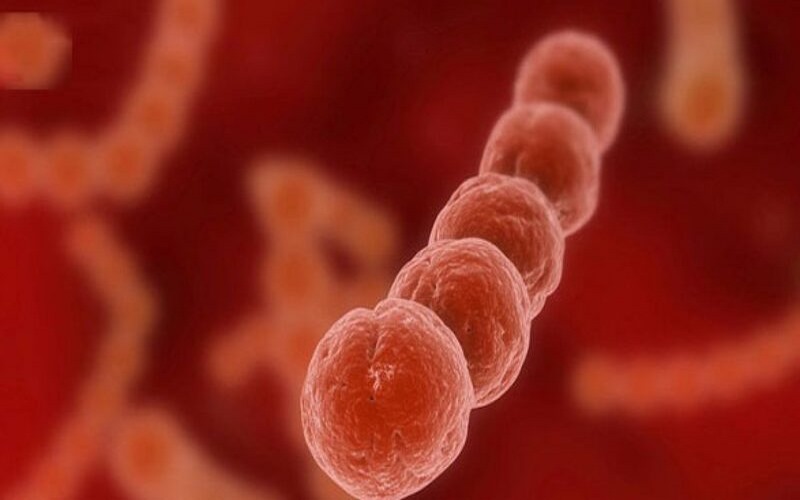 Viêm họng do liên cầu là được gây ra bởi vi khuẩn Streptococcus pyogenes