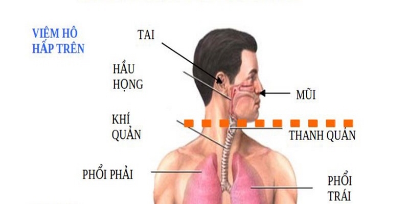 Đeo khẩu trang khi bạn cảm thấy bị cảm lạnh hoặc tiếp xúc với người bệnh