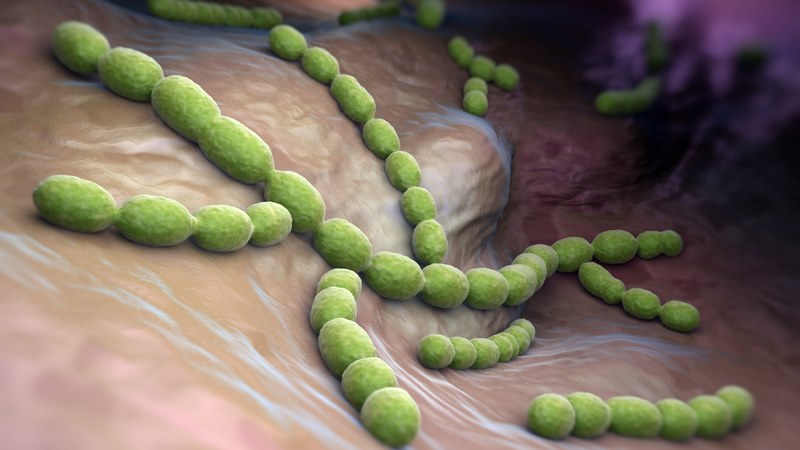 Liên cầu khuẩn Streptococcus