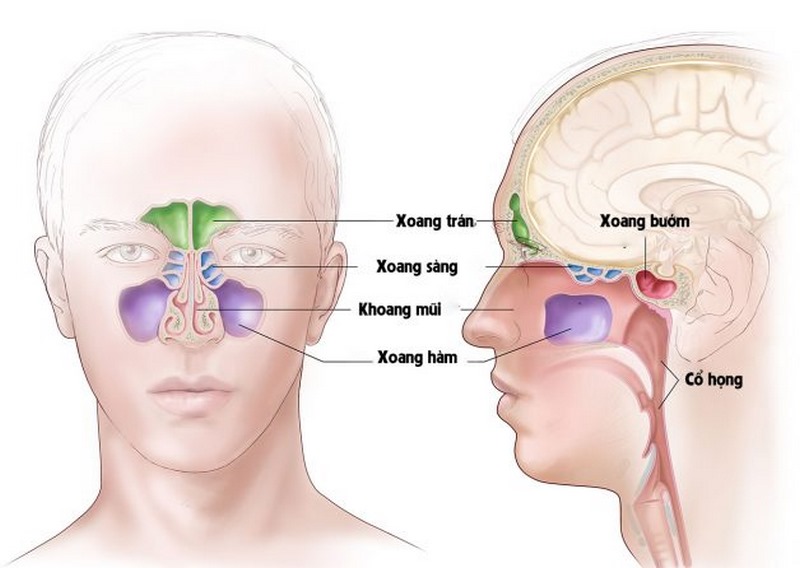 Nghỉ ngơi đủ giấc để giúp cơ thể phục hồi và đánh bại vi khuẩn gây viêm xoang