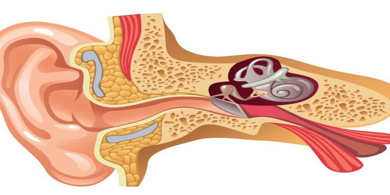 Xốp xơ tai là gì?