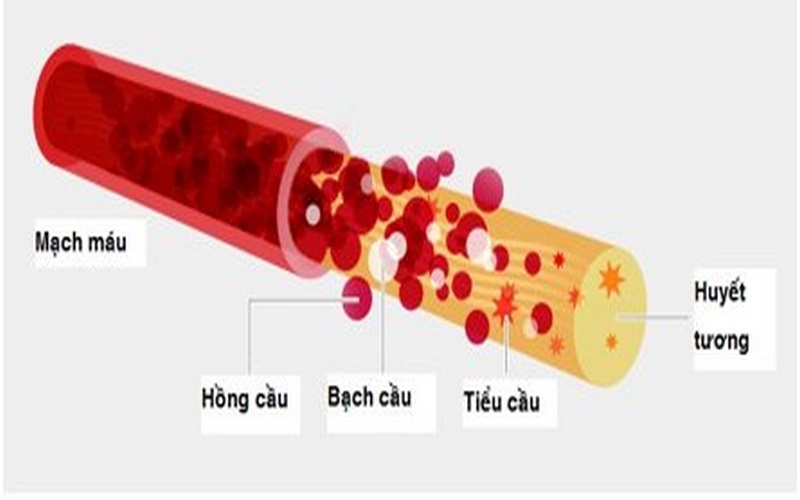 Sự xuất huyết xảy ra khi số lượng tiểu cầu thấp một cách bất thường