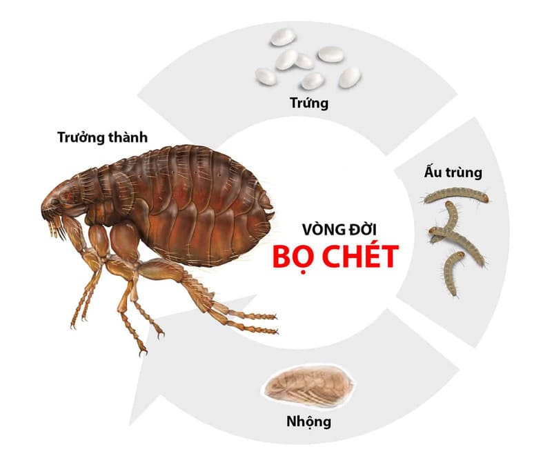 Bọ chét là loài côn trùng nhỏ, không có cánh, thuộc bộ Siphonaptera