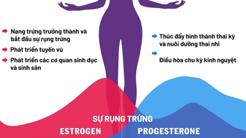 Vai trò quan trọng của buồng trứng nữ giới