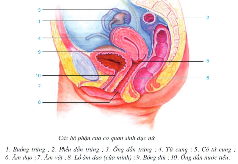 Hình ảnh về cơ quan sinh dục nữ