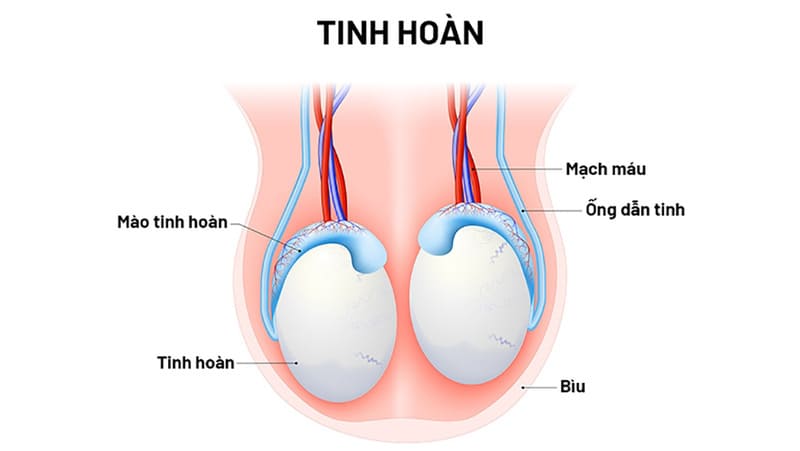 Tinh hoàn là một phần quan trọng của hệ sinh sản nam giới