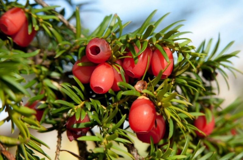 Cây Thủy Tùng (Taxus spp.) còn được gọi là "Yew".