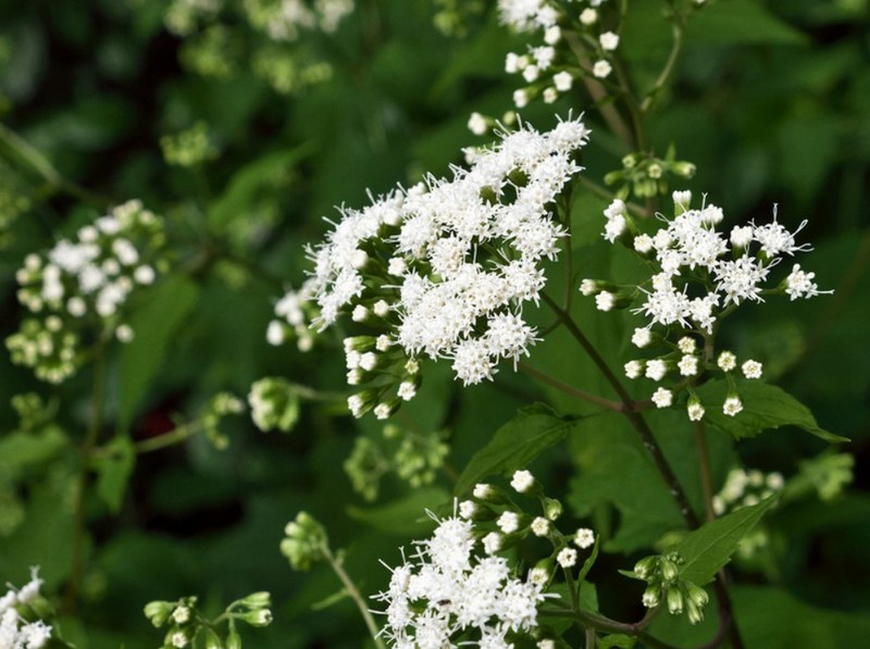 Cây White Snakeroot