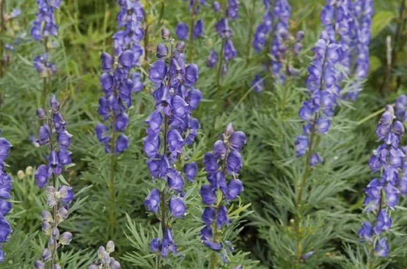 Cây Phụ Tử - Monkshood hay Wolfsbane