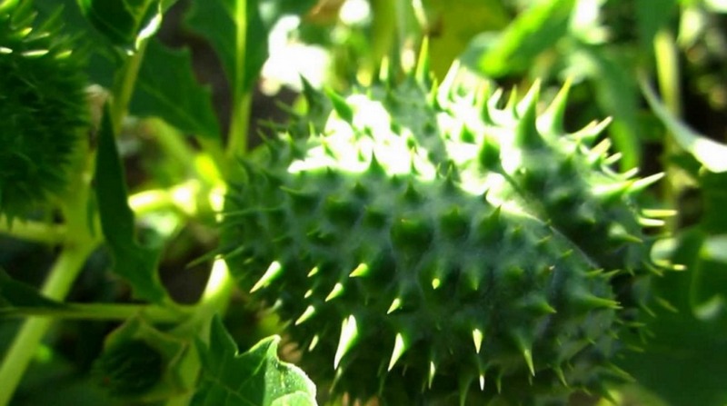 Jimsonweed (Datura stramonium)