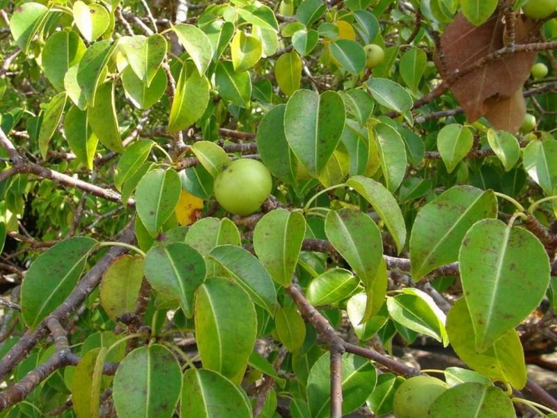 Cây Manchineel (Hippomane mancinella)