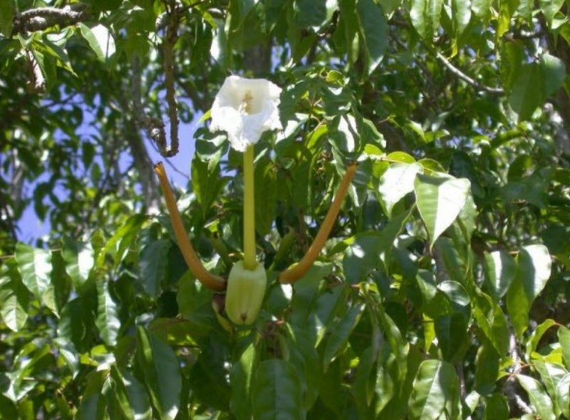 Tham khảo ý kiến chuyên gia