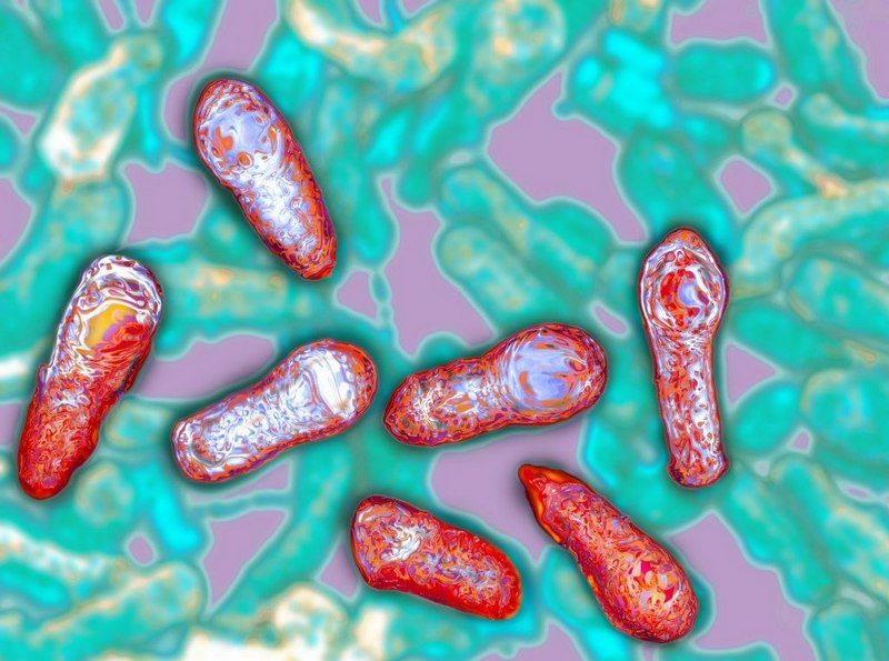 HÌnh ảnh vi khuẩn Clostridium botulinum