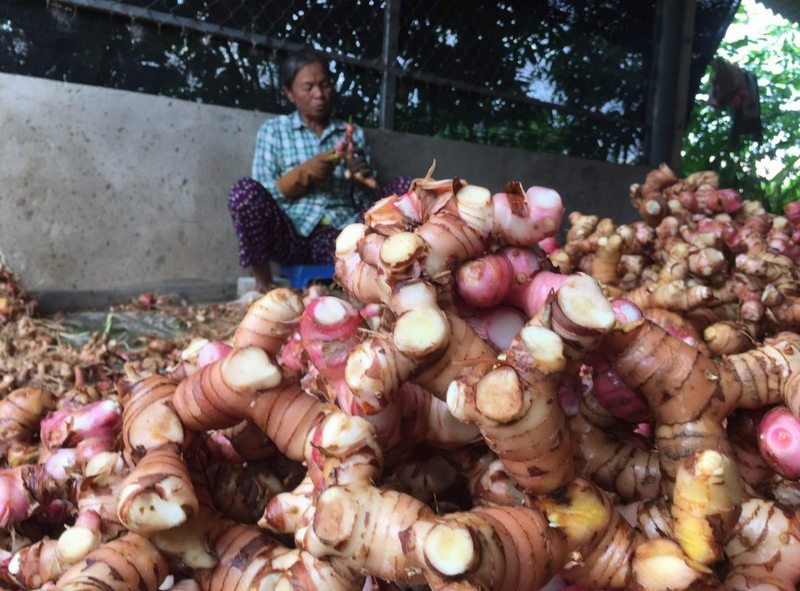 Củ riềng: Loại thảo dược, gia vị quen thuộc phương Đông