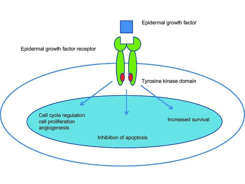 EGFR trên bề mặt tế bào
