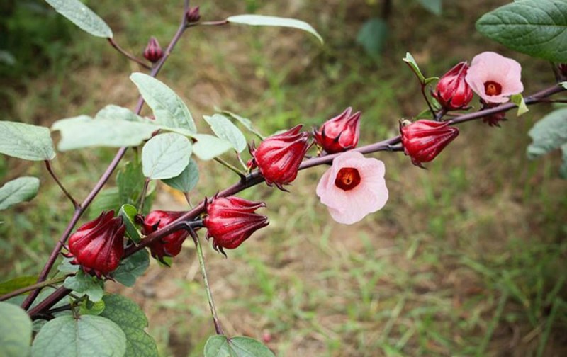 Tìm hiểu thông tin về hoa atiso đỏ