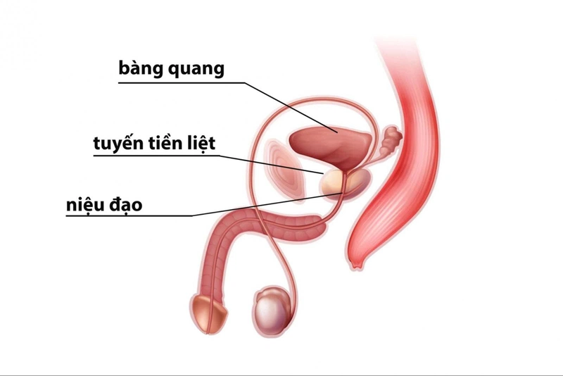 Tuyến tiền liệt là một phần quan trọng của hệ thống sinh sản