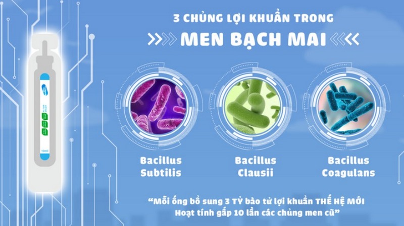 Men sống Bạch Mai có tốt cho sức khỏe không?