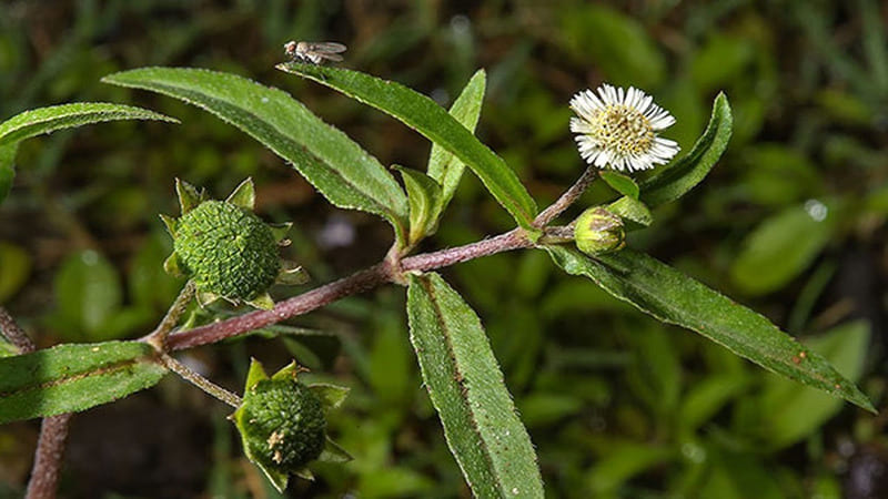 Cây nhọ nồi (Eclipta prostrata), còn được gọi là cỏ mực