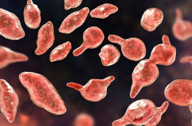 Thông tin chung về vi khuẩn Mycoplasma Genitalium