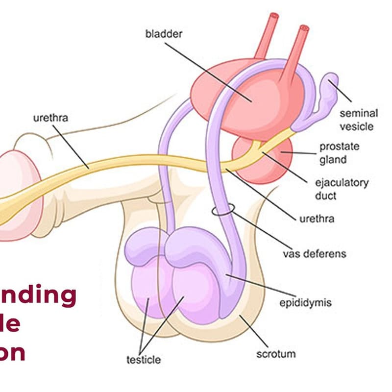 Xuất tinh ngược dòng là tình trạng gì?